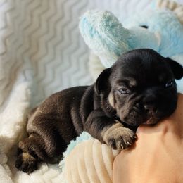 French Bulldog Puppies from Frenchie Paws
