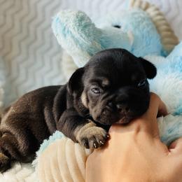 French Bulldog Puppies from Frenchie Paws