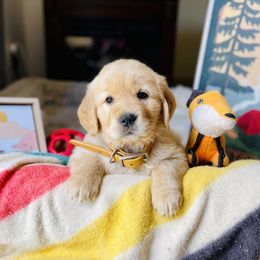 Golden Retriever Puppies from TaylerMade Goldens
