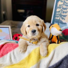 Golden Retriever Puppies from TaylerMade Goldens