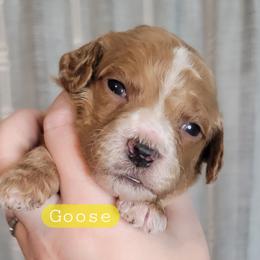 Goose (Yellow Collar) - Red  male Goldendoodle puppy in Scurry, Texas from 07 Seven Oaks Goldens and Doodles