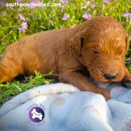 Bandit - Red  male Goldendoodle puppy in Greer, South Carolina from South Paw Doodles