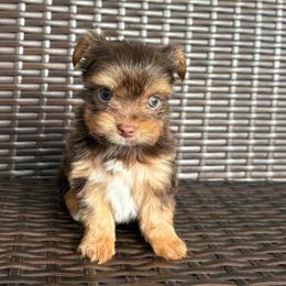 Reeses - Chocolate and tan male Yorkshire Terrier puppy in Florence, Alabama from Yorkies of Forest Creek