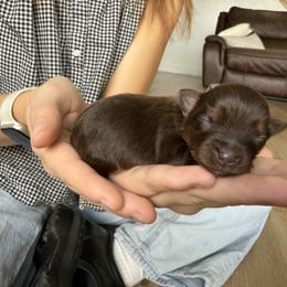 Girl 1 - Liver female Yorkshire Terrier puppy in Elk Ridge, Utah from Janita's Yorkshire Terriers