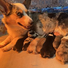 American Corgi puppies from Brave Country Kennels