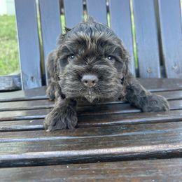 Little Blue - Brown male Cocker Spaniel puppy in Palestine, Texas from Chocolate Cocker Spaniels
