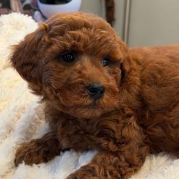 Saint - Red  male Goldendoodle puppy in South Jordan, Utah from Wasatch Pup