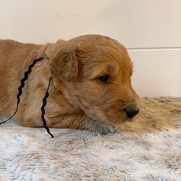 Black Collar Boy - Red male Bernedoodle puppy in San Augustine, Texas from Vintage Doodles