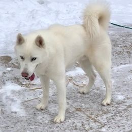Apollo - Siberian Husky