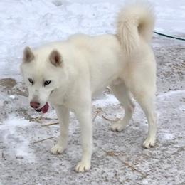 Apollo - Siberian Husky