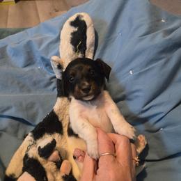 Isis - Piebald female Dachshund puppy in Kirtland, New Mexico from EZ 2 Love Dachshunds