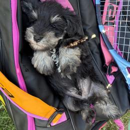 NO Collar boy - Black and silver male Miniature Schnauzer puppy in Garrison, Texas from RNH Schnauzers