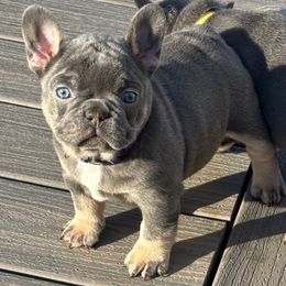 Spice - Tricolors female French Bulldog puppy in South Bend, Indiana from Furever Faithful Frenchies LLC