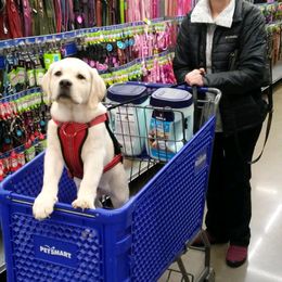 Labrador Retriever Puppies from Master Creek Labradors
