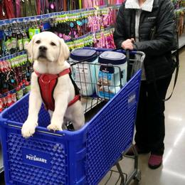 Labrador Retriever Puppies from Master Creek Labradors