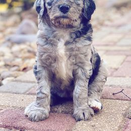 Goldendoodle Puppies from Luneckas Litters