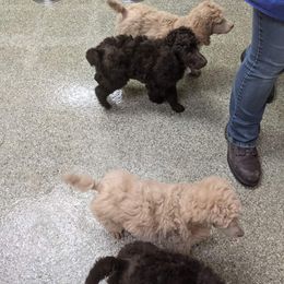 Poodle Puppies from Pampered Pawz