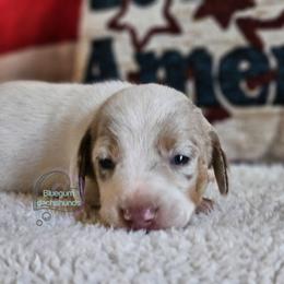 Allie smooth dapple pie girl - Dapple female Dachshund puppy in Herald, California from Bluegum Dachshunds
