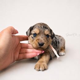 Georgia - Blue merle female Aussiedoodle puppy in Weatherford, Texas from Grand Ole Aussies