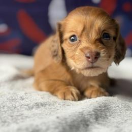 Agustus - Dapple male Dachshund puppy in Pflugerville, Texas from Dream A Dream Dachshunds