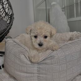 Morkie Puppies from Smart Farms