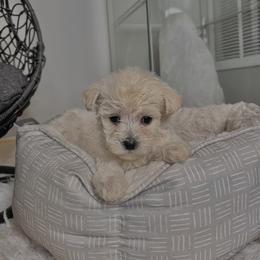 Morkie Puppies from Smart Farms