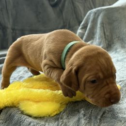 Aqua Girl - Red golden female Vizsla puppy in Foley, Alabama from Paula's South Bama Vizslas