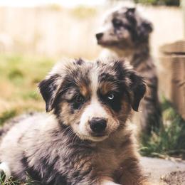 Australian Shepherds from Elemental Shepherds