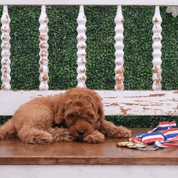 Australian Labradoodle Puppies from New England Labradoodles
