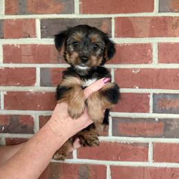 Blue collar - Black and tan male Yorkshire Terrier puppy in Enoree, South Carolina from Gone to the Dogs Kennel