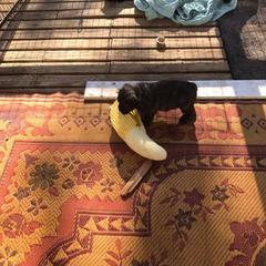 Bouvier des Flandres and Rat Terrier Puppies from DHart Farm & Kennel