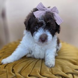 Bunny - Parti female Goldendoodle puppy in Decatur, Tennessee from Diamond's Doodles