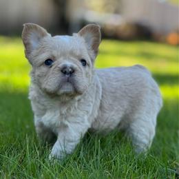 Game of Thrones, Daenerys Targaryen (fluffy) - Cream female French Bulldog puppy in Salem, Oregon from Toy House Frenchies