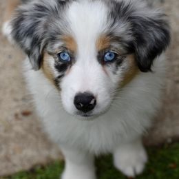 Australian Shepherd and Miniature American Shepherd Puppies from Bright Heart Aussies & Miniature American Shepherds