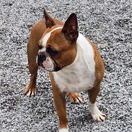 Thump - Boston Terrier
