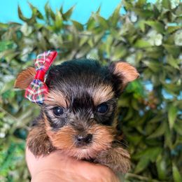 Lola - Black and tan female Yorkshire Terrier puppy in Illinois from Pretty Little Yorkies