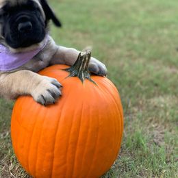 Mastiff Puppies from Red River Mastiff
