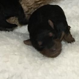 Milo - Black and tan male Welsh Terrier puppy in Park Rapids, Minnesota from Peggy’s Terriers