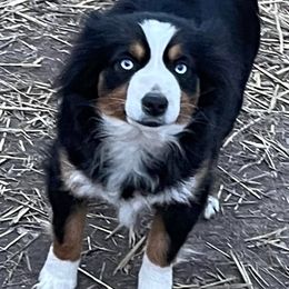 Australian Shepherds, Miniature Australian Shepherds, Pembroke Welsh Corgis, and Toy Australian Shepherds from Tin Roof Aussies