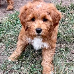 Aspen's White Female - Apricot female Goldendoodle puppy in Great Falls, Montana from Montana Goldendoodles