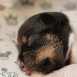Duchess Dior Rose - Parti female Miniature Schnauzer puppy in Lynchburg, Tennessee from ROYAL PUPS - THRONEBERRY FAMILY FARMS