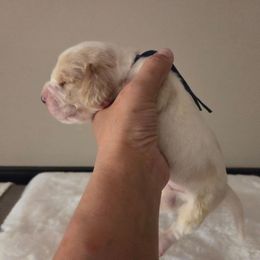 Boy One 2700 - Red and white male Basset Hound puppy in Denison, Texas from Emma Lou's Baby Bassets
