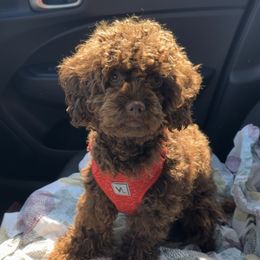 Dafy - Cavapoo