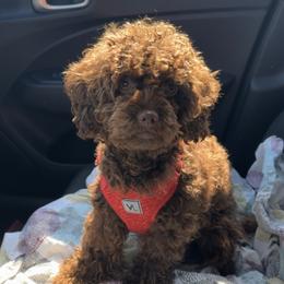 Dafy - Cavapoo
