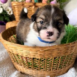 Jameson - Sable male Pembroke Welsh Corgi puppy in North East, Maryland from Potato Patch