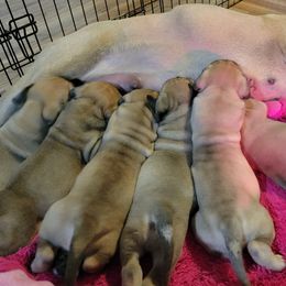 Bullmastiff Puppies from Sunny Beach Bullmastiffs