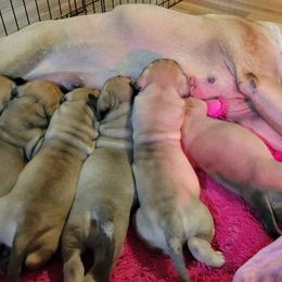 Bullmastiff Puppies from Sunny Beach Bullmastiffs