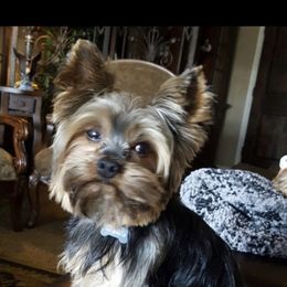 Bear - Yorkshire Terrier