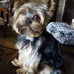 Bear - Yorkshire Terrier