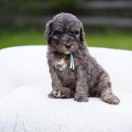 Sky collar - Merle female Bernedoodle puppy in Spokane, Washington from Doodle Love